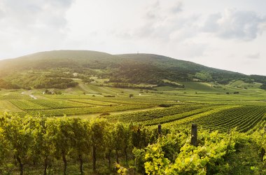 Thermenregion Wienerwald bei Gumpoldskirchen, © Niederösterreich-Werbung/ Michael Liebert