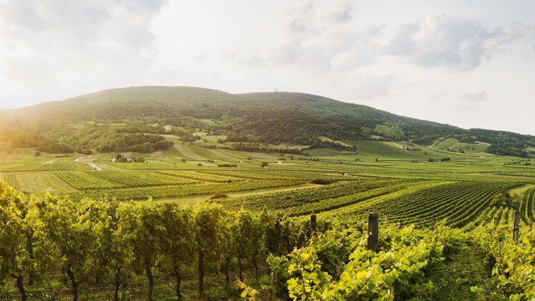 Thermenregion Wienerwald bei Gumpoldskirchen, © Niederösterreich-Werbung/ Michael Liebert