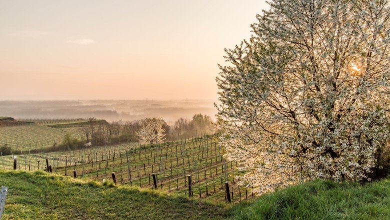 Gesund bleiben im Frühling, © Robert Herbst