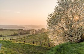 Gesund bleiben im Frühling, © Robert Herbst